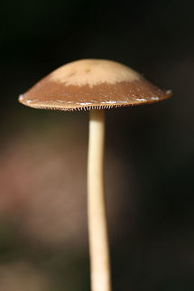 Psathyrella - Psathyrella sp. Mushrooms growing in a cluster. Each fungus has a deep brown cap with cream centers (smaller specimens sometimes lacking this coloration). Cap texture smooth but slightly viscid. Stipe is smooth and cream to white, while gills are cream to tan and slightly decurrent. Spore print is dark brown. 

Psathyrella are saprobic mushrooms with dark spore prints. They are often hygrophanous, as they are prone to color changes at different moisture levels (note the two tones in these specimens). Viewing of microscopic features is often required for a proper species identification of this genus.

Habitat:
Located at the bottom of a ridge in a dense mixed hardwood forest. In a very moist area, growing on/around a highly rotted log. Geotagged,Summer,United States,agaricales,agaricomycetes,basidiomycota,fungi,fungus,mushroom,mushrooms,psathyrellaceae