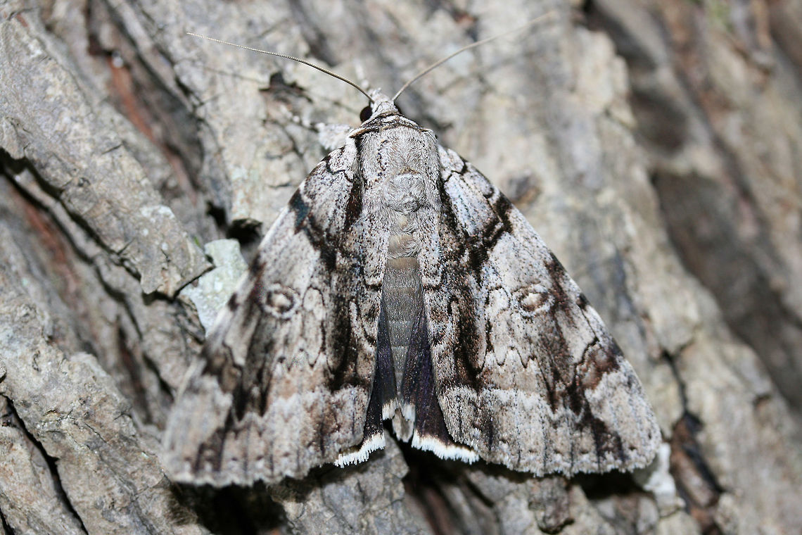 Catocala vidua - Widow Underwing Moth Large Erebid moth with pale gray forewings with prominent black lines. 80mm wingspan or greater. Reniform spot surrounded by a white ring. Hindwings black (with blue hues) with white fringe. Almost a perfect camouflage against pine bark!<br />
<br />
Habitat:<br />
Dense mixed hardwood forest in Northwest Georgia (Gordon County), US. Perching on a pine. Camouflage,Catocala vidua,Erebid,Erebid moth,Erebidae,Geotagged,Lepidoptera,Moth,Moth Week 2018,Noctuid Moth,Noctuoidea,Summer,United States,Widow underwing,catocala,moths,the widow