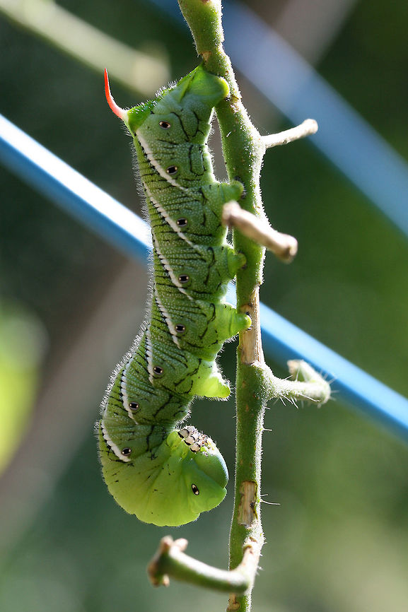 Manduca sexta - Carolina Sphinx Moth (larva) Large (around 9.5 cm), green caterpillar with white and black banding and eye spots along each segment. Prominent red horn on posterior segment.<br />
<br />
Habitat:<br />
Feeding on my cherry tomatoes in the garden. Surrounded by mixed hardwoods in my back yard.<br />
<br />
Notes:<br />
This caterpillar was latched onto my tomato plant and did not want to let go! I was impressed by mouthparts as well as the &quot;velcro-action&quot; of its prolegs! It took a lot of effort for me to remove this from the plant!<br />
<figure class="photo"><a href="https://www.jungledragon.com/image/56175/manduca_sexta_-_carolina_sphinx_moth_larva.html" title="Manduca sexta - Carolina Sphinx Moth (larva)"><img src="https://s3.amazonaws.com/media.jungledragon.com/images/3231/56175_thumb.JPG?AWSAccessKeyId=05GMT0V3GWVNE7GGM1R2&Expires=1759968010&Signature=Tv6J7NjXQLz%2Fc74O97lKDqvNQEA%3D" width="200" height="200" alt="Manduca sexta - Carolina Sphinx Moth (larva) Large (around 9.5 cm), green caterpillar with white and black banding and eye spots along each segment. Prominent red horn on posterior segment.<br />
<br />
Habitat:<br />
Feeding on my cherry tomatoes in the garden. Surrounded by mixed hardwoods in my back yard.<br />
<br />
Notes:<br />
This caterpillar was latched onto my tomato plant and did not want to let go! I was impressed by mouthparts as well as the &quot;velcro-action&quot; of its prolegs! It took a lot of effort for me to remove this from the plant!<br />
https://www.jungledragon.com/image/56174/manduca_sexta_-_carolina_sphinx_moth_larva.html Geotagged,Goliath worm,Manduca sexta,Moth week 2018,Sphinx moth,Summer,United States,carolina sphinx moth,insect,insecta,lepidoptera,manduca,sphingidae" /></a></figure> Geotagged,Goliath worm,Manduca sexta,Moth week 2018,Sphinx moth,Summer,United States,camo,camouflage,carolina sphinx moth,insect,insecta,lepidoptera,manduca,sphingidae