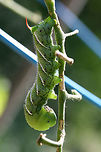 Manduca sexta - Carolina Sphinx Moth (larva) Large (around 9.5 cm), green caterpillar with white and black banding and eye spots along each segment. Prominent red horn on posterior segment.<br />
<br />
Habitat:<br />
Feeding on my cherry tomatoes in the garden. Surrounded by mixed hardwoods in my back yard.<br />
<br />
Notes:<br />
This caterpillar was latched onto my tomato plant and did not want to let go! I was impressed by mouthparts as well as the "velcro-action" of its prolegs! It took a lot of effort for me to remove this from the plant!<br />
https://www.jungledragon.com/image/56175/manduca_sexta_-_carolina_sphinx_moth_larva.html Geotagged,Goliath worm,Manduca sexta,Moth week 2018,Sphinx moth,Summer,United States,camo,camouflage,carolina sphinx moth,insect,insecta,lepidoptera,manduca,sphingidae