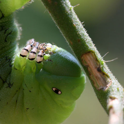 Manduca sexta - Carolina Sphinx Moth (larva) Large (around 9.5 cm), green caterpillar with white and black banding and eye spots along each segment. Prominent red horn on posterior segment.

Habitat:
Feeding on my cherry tomatoes in the garden. Surrounded by mixed hardwoods in my back yard.

Notes:
This caterpillar was latched onto my tomato plant and did not want to let go! I was impressed by mouthparts as well as the "velcro-action" of its prolegs! It took a lot of effort for me to remove this from the plant!
https://www.jungledragon.com/image/56174/manduca_sexta_-_carolina_sphinx_moth_larva.html Geotagged,Goliath worm,Manduca sexta,Moth week 2018,Sphinx moth,Summer,United States,carolina sphinx moth,insect,insecta,lepidoptera,manduca,sphingidae