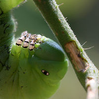 Manduca sexta - Carolina Sphinx Moth (larva) Large (around 9.5 cm), green caterpillar with white and black banding and eye spots along each segment. Prominent red horn on posterior segment.<br />
<br />
Habitat:<br />
Feeding on my cherry tomatoes in the garden. Surrounded by mixed hardwoods in my back yard.<br />
<br />
Notes:<br />
This caterpillar was latched onto my tomato plant and did not want to let go! I was impressed by mouthparts as well as the "velcro-action" of its prolegs! It took a lot of effort for me to remove this from the plant!<br />
https://www.jungledragon.com/image/56174/manduca_sexta_-_carolina_sphinx_moth_larva.html Geotagged,Goliath worm,Manduca sexta,Moth week 2018,Sphinx moth,Summer,United States,carolina sphinx moth,insect,insecta,lepidoptera,manduca,sphingidae