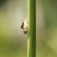 Jumping Spider (Phiippus clarus) A hairy brown, cream, and gray Salticid (jumping spider) seen on tall grasses after my husband mowed nearby. This spider belongs to the Phidippus genus. It has orange to brown markings above four pairs of eyes, cream-colored chelicerae, striped legs, and interesting dark brown and white markings on abdomen. <br />
<br />
<br />
Habitat:<br />
Tall grass in full sun. Nearby hurricane lilies and hardwood trees.<br />
<br />
Notes:<br />
It really liked following me around (and kept several eyes on me) as I photographed it. <br />
https://www.jungledragon.com/image/56177/phidippus_sp._-_jumping_spider.html Arachnida,Geotagged,Jumping Spider,Phidippus,Phidippus clarus,Phiippus clarus,Salticid,Salticidae,Spider,Spiders,Summer,United States,arachnid,jumping spiders