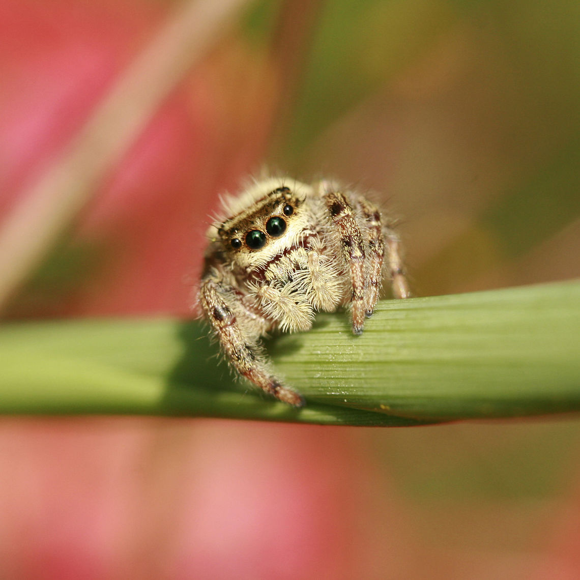 Jumping Spider (Phiippus clarus) A hairy brown, cream, and gray Salticid (jumping spider) seen on tall grasses after my husband mowed nearby. This spider belongs to the Phidippus genus. It has orange to brown markings above four pairs of eyes, cream-colored chelicerae, striped legs, and interesting dark brown and white markings on abdomen.<br />
<br />
<br />
Habitat:<br />
Tall grass in full sun. Nearby hurricane lilies and hardwood trees.<br />
<br />
Notes:<br />
It really liked following me around (and kept several eyes on me) as I photographed it.<br />
<figure class="photo"><a href="https://www.jungledragon.com/image/56176/jumping_spider_phiippus_clarus.html" title="Jumping Spider (Phiippus clarus)"><img src="https://s3.amazonaws.com/media.jungledragon.com/images/3231/56176_thumb.JPG?AWSAccessKeyId=05GMT0V3GWVNE7GGM1R2&Expires=1759968010&Signature=NkIukWb5ddP4eVRo4KnrfBAWAj0%3D" width="200" height="200" alt="Jumping Spider (Phiippus clarus) A hairy brown, cream, and gray Salticid (jumping spider) seen on tall grasses after my husband mowed nearby. This spider belongs to the Phidippus genus. It has orange to brown markings above four pairs of eyes, cream-colored chelicerae, striped legs, and interesting dark brown and white markings on abdomen. <br />
<br />
<br />
Habitat:<br />
Tall grass in full sun. Nearby hurricane lilies and hardwood trees.<br />
<br />
Notes:<br />
It really liked following me around (and kept several eyes on me) as I photographed it. <br />
https://www.jungledragon.com/image/56177/phidippus_sp._-_jumping_spider.html Arachnida,Geotagged,Jumping Spider,Phidippus,Phidippus clarus,Phiippus clarus,Salticid,Salticidae,Spider,Spiders,Summer,United States,arachnid,jumping spiders" /></a></figure> Arachnida,Georgia,Geotagged,Jumping Spider,Phidippus,Phidippus clarus,Salticid,Salticidae,Spider,Spiders,Summer,United States,arachnid,jumping spiders