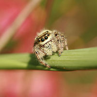 Jumping Spider (Phiippus clarus) A hairy brown, cream, and gray Salticid (jumping spider) seen on tall grasses after my husband mowed nearby. This spider belongs to the Phidippus genus. It has orange to brown markings above four pairs of eyes, cream-colored chelicerae, striped legs, and interesting dark brown and white markings on abdomen.<br />
<br />
<br />
Habitat:<br />
Tall grass in full sun. Nearby hurricane lilies and hardwood trees.<br />
<br />
Notes:<br />
It really liked following me around (and kept several eyes on me) as I photographed it.<br />
https://www.jungledragon.com/image/56176/phidippus_sp._-_jumping_spider.html Arachnida,Georgia,Geotagged,Jumping Spider,Phidippus,Phidippus clarus,Salticid,Salticidae,Spider,Spiders,Summer,United States,arachnid,jumping spiders