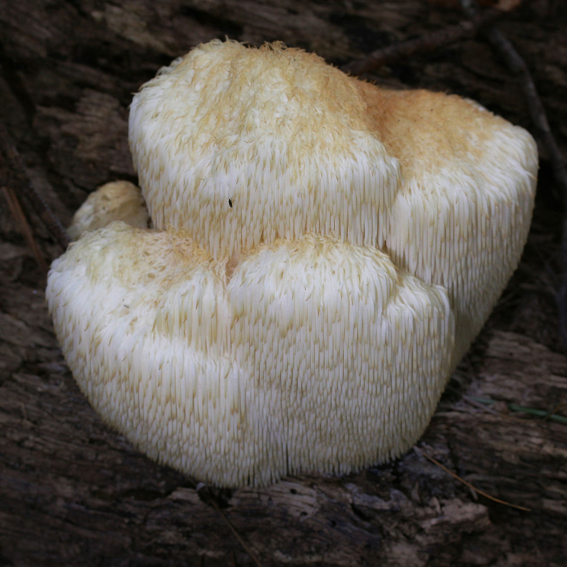 Hericium erinaceus - Lion's Mane Description:<br />
Large, white, unbranched fungus growing from a dead hardwood. Covered in long, smooth teeth. Slightly dessicated from lack of rain. <br />
<br />
Habitat:<br />
On a dead hardwood at the top of a ridge in a dense mixed hardwood forest. Agaricomycetes,Basidiomycota,Fall,Geotagged,Hericium,Hericium erinaceus,Russulales,United States,fungi,fungus,hericiaceae,mushroom,mushrooms,pom-pom mushroom