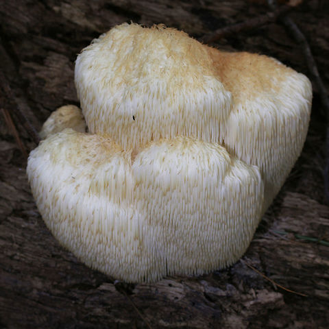 Hericium erinaceus - Lion's Mane Description:
Large, white, unbranched fungus growing from a dead hardwood. Covered in long, smooth teeth. Slightly dessicated from lack of rain. 

Habitat:
On a dead hardwood at the top of a ridge in a dense mixed hardwood forest. Agaricomycetes,Basidiomycota,Fall,Geotagged,Hericium,Hericium erinaceus,Russulales,United States,fungi,fungus,hericiaceae,mushroom,mushrooms,pom-pom mushroom
