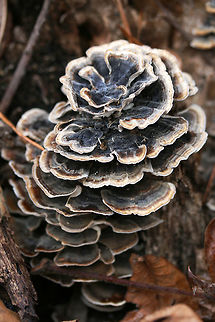 Trametes versicolor (rosette formation) - Turkey-tail Fungus Description:
Polypore in a rosette formation on the base of a rotting stump. Concentric zones of gray, blue, cinnamon, and cream colors. Texture is firm and velvety. Fertile surface (on the underside) is cream to white and covered in tiny pores. Trametes versicolor is a common saprobe on hardwood in North America. A member of the Polyporaceae family, T. versicolor, displays highly variable pilei and a white fertile surface with small pores.

Habitat:
At the base of a rotting stump on the side of a ridge in a dense mixed hardwood/coniferous forest in Northwest Georgia (Gordon County), US. Agaricomycetes,Basidiomycota,Fall,Geotagged,Polyporaceae,Polyporales,Trametes,Trametes versicolor,United States,fungi,fungus,mushroom,mushrooms,polypore,turkey-tail,turkeytail