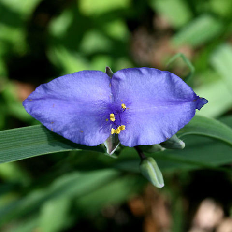Trandescantia ohiensis - Ohio Spiderwort mutant Tall, perennial plant with linear, gray-green leaves and blue-violet flowers. The flower color varies depending on the angle and lighting. This flower is exhibiting a petal mutation in which it has two petals rather than the typical three. This was likely caused by damage to the bud resulting in alterations in the meristematic tissue. 

Habitat:
Growing on the side of a road on a sunny hillside at Kennesaw Mountain National Battlefield Park in Marietta, Georgia.

"Normal" Ohio Spiderwort specimen nearby:
https://www.jungledragon.com/image/56184/trandescantia_ohiensis_-_ohio_spiderwort.html Flowers,Geotagged,Plantae,Spring,Tradescantia ohiensis,United States,flower,monocot,monocots,ohio spiderwort,plant,spiderwort,trandescantia,wildflower,wildflowers