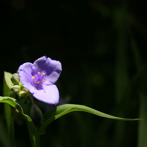 Trandescantia ohiensis - Ohio Spiderwort Tall, perennial plant with linear, gray-green leaves and blue-violet flowers. The flower color varies depending on the angle and lighting. T Flowers,Geotagged,Plantae,Spring,Tradescantia ohiensis,United States,flower,monocot,monocots,ohio spiderwort,plant,spiderwort,trandescantia,wildflower,wildflowers