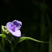 Trandescantia ohiensis - Ohio Spiderwort Tall, perennial plant with linear, gray-green leaves and blue-violet flowers. The flower color varies depending on the angle and lighting. T Flowers,Geotagged,Plantae,Spring,Tradescantia ohiensis,United States,flower,monocot,monocots,ohio spiderwort,plant,spiderwort,trandescantia,wildflower,wildflowers