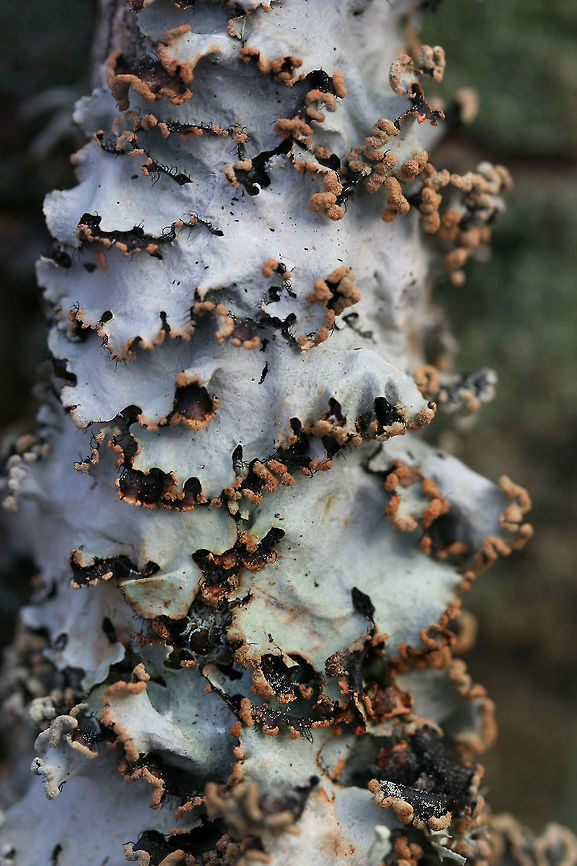 Parmotrema reticulatum - Ruffle Lichen Pale green lichen with black cilia around its edges and small, (very) fine cracks. Powdery, pale brown to orange soredia are present. Lower surface is dark gray to black. K+ on upper surface (yellow-green).<br />
<br />
Habitat:<br />
On a fallen hardwood branch in a dense mixed hardwood/coniferous forest in Northwest Georgia (Gordon County), US.<br />
<br />
<figure class="photo"><a href="https://www.jungledragon.com/image/56187/parmotrema_reticulatum_-_ruffle_lichen.html" title="Parmotrema reticulatum - Ruffle Lichen"><img src="https://s3.amazonaws.com/media.jungledragon.com/images/3231/56187_thumb.JPG?AWSAccessKeyId=05GMT0V3GWVNE7GGM1R2&Expires=1759968010&Signature=dG1vF6YwDtoIGyXQEO7EKQlZCG0%3D" width="200" height="200" alt="Parmotrema reticulatum - Ruffle Lichen Pale green lichen with black cilia around its edges and small, (very) fine cracks. Powdery, pale brown to orange soredia are present. Lower surface is dark gray to black. K+ on upper surface (yellow-green).<br />
<br />
Habitat:<br />
On a fallen hardwood branch in a dense mixed hardwood/coniferous forest in Northwest Georgia (Gordon County), US. Ascomycota,Geotagged,Lecanoromycetes,Parmeliaceae,Parmotrema reticulatum,United States,Winter,lecanorales,lecanorineae,lecanoromycetidae,leotiomyceta,lichen,lichens,osleum clade,pezizomycotina,ruffle lichen,saccharomyceta" /></a></figure> Ascomycota,Geotagged,Lecanoromycetes,Parmeliaceae,Parmotrema reticulatum,United States,Winter,lecanorales,lecanorineae,lecanoromycetidae,leotiomyceta,lichen,lichens,osleum clade,pezizomycotina,ruffle lichen,saccharomyceta