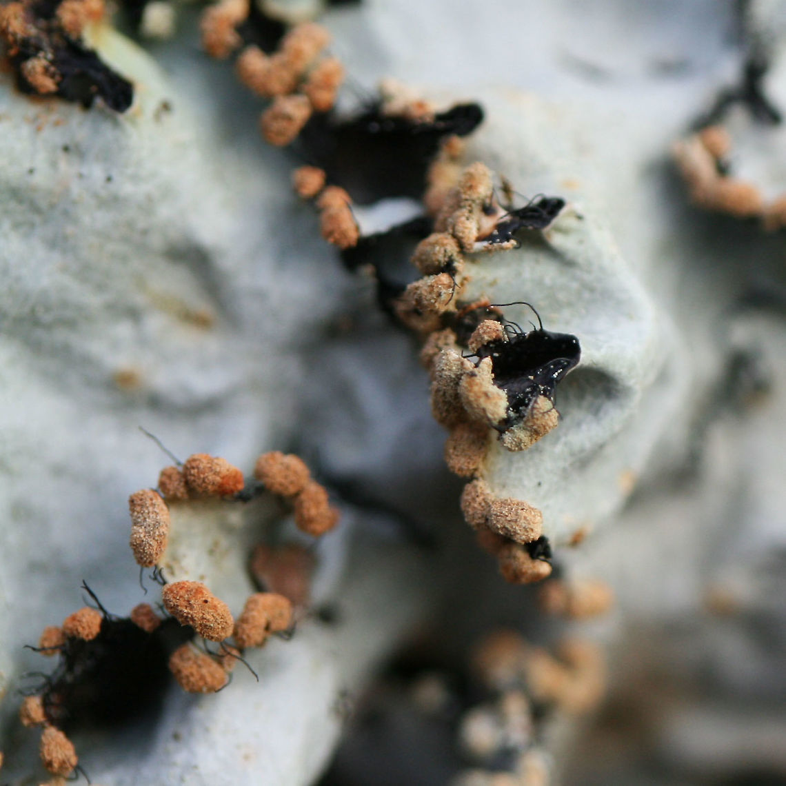 Parmotrema reticulatum - Ruffle Lichen Pale green lichen with black cilia around its edges and small, (very) fine cracks. Powdery, pale brown to orange soredia are present. Lower surface is dark gray to black. K+ on upper surface (yellow-green).<br />
<br />
Habitat:<br />
On a fallen hardwood branch in a dense mixed hardwood/coniferous forest in Northwest Georgia (Gordon County), US. Ascomycota,Geotagged,Lecanoromycetes,Parmeliaceae,Parmotrema reticulatum,United States,Winter,lecanorales,lecanorineae,lecanoromycetidae,leotiomyceta,lichen,lichens,osleum clade,pezizomycotina,ruffle lichen,saccharomyceta