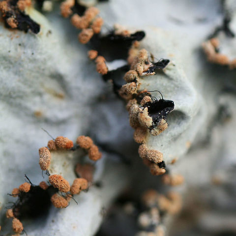 Parmotrema reticulatum - Ruffle Lichen Pale green lichen with black cilia around its edges and small, (very) fine cracks. Powdery, pale brown to orange soredia are present. Lower surface is dark gray to black. K+ on upper surface (yellow-green).

Habitat:
On a fallen hardwood branch in a dense mixed hardwood/coniferous forest in Northwest Georgia (Gordon County), US. Ascomycota,Geotagged,Lecanoromycetes,Parmeliaceae,Parmotrema reticulatum,United States,Winter,lecanorales,lecanorineae,lecanoromycetidae,leotiomyceta,lichen,lichens,osleum clade,pezizomycotina,ruffle lichen,saccharomyceta