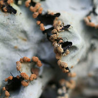 Parmotrema reticulatum - Ruffle Lichen Pale green lichen with black cilia around its edges and small, (very) fine cracks. Powdery, pale brown to orange soredia are present. Lower surface is dark gray to black. K+ on upper surface (yellow-green).<br />
<br />
Habitat:<br />
On a fallen hardwood branch in a dense mixed hardwood/coniferous forest in Northwest Georgia (Gordon County), US. Ascomycota,Geotagged,Lecanoromycetes,Parmeliaceae,Parmotrema reticulatum,United States,Winter,lecanorales,lecanorineae,lecanoromycetidae,leotiomyceta,lichen,lichens,osleum clade,pezizomycotina,ruffle lichen,saccharomyceta