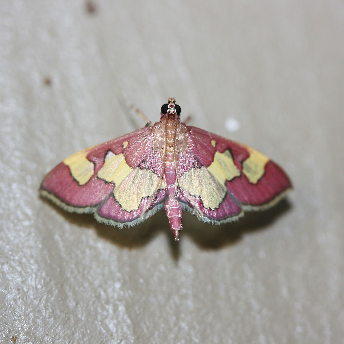 Colomychus talis - Distinguished Colymychus Magenta Crambid moth with large yellow patterning on wings.<br />
<br />
Habitat:<br />
At porch lights near front yard (open field). Surrounded by mixed hardwoods/loblolly pines. Colomychus talis,Geotagged,Summer,United States,colomychus,colymychus,crambid,crambidae,distinguised colomychus,distinguished colymychus,insect,insecta,lepidoptera,moth,moth week 2018,moths