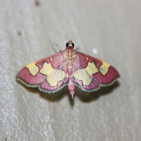 Colomychus talis - Distinguished Colymychus Magenta Crambid moth with large yellow patterning on wings.

Habitat:
At porch lights near front yard (open field). Surrounded by mixed hardwoods/loblolly pines. Colomychus talis,Geotagged,Summer,United States,colomychus,colymychus,crambid,crambidae,distinguised colomychus,distinguished colymychus,insect,insecta,lepidoptera,moth,moth week 2018,moths