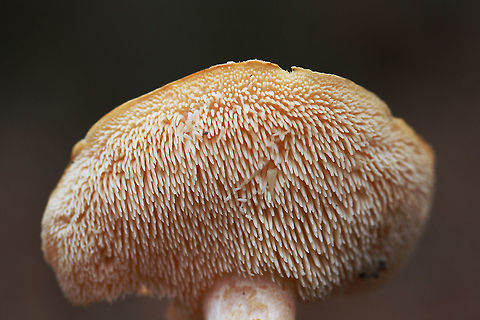 Hydnum sp - Hedgehog Mushroom Hydnum species can be mycorhizzal with either hardwoods or conifers and are considered choice edibles. While there are only a handful of named Hydum species in North America, recent evidence points to the existence of hundreds of cryptic species. For this reason, I left the ID at the genus level.

Pileus is smooth and pale orange to cream in color. It is also somewhat centrally depressed. Fertile surface consists of long, cream to pale orange teeth. Stipe is cream to pale orange, slightly stout (bulbous on the larger specimen). Spore print is white. 

Habitat:
Growing in moss and leaf litter on the side of a ridge (under oaks) in a dense mixed hardwood/coniferous forest in Northwest Georgia (Gordon County), US. Fall,Geotagged,Hydnellum spongiosipes,United States,agaricomycetes,basidiomycota,cantharellales,fungi,fungus,hedgehog,hedgehog mushrooms,hydnaceae,hydnum,mushroom,mushrooms,sweet tooth mushroom,sweettooth