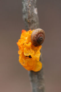 Tremella mesenterica - Witch's Butter Neon yellow to orange jelly fungus on a fallen hardwood branch. Tremella mesenterica is a common species of jelly fungus found within the Tremellaceae family. It is parasitic on the mycelia of Peniophora crust fungi (saprobic crust fungi). It is often mistaken for Tremella aurantia, which is parasitic on Stereum hirsutum.

Habitat:
On a fallen hardwood branch in a dense mixed hardwood/coniferous forest in Northwest Georgia (Gordon County), US.

Notes:
A snail is enjoying an afternoon snack as well! Note the tiny snail droppings! Fall,Fungi,Geotagged,Tremella mesenterica,United States,basidiomycota,fungus,jelly fungus,mushroom,mushrooms,tremella,tremellaceae,tremellales,tremellomycetes,witch's butter