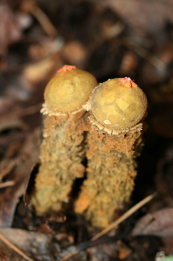 Calostoma lutescens 2 gasterocarps consisting of spherical gleba (spore sacs) covered in a yellow peridium atop tall golden stalks of intertwined hyphae that look similar to pasta or spaghetti squash. At the apex of each gleba are pink to red star-shaped pores. Spores are white to gray. Calostoma lutescens is one of the 20 gasteroid fungi belonging to the suborder Sclerodermatineae within the order Boletales. It is believed that fungi within the Calostoma genus underwent diversification within the Boletales order from end of the Cretaceous period through the middle of the Cenozoic era. C. lutescens is ectomycorrhizal with Quercus (oak) species.<br />
<br />
Habitat:<br />
The side of a ridge growing under an oak (in soil) in a dense mixed hardwood forest in Northwest Georgia<br />
<figure class="photo"><a href="https://www.jungledragon.com/image/56206/calostoma_lutescens.html" title="Calostoma lutescens"><img src="https://s3.amazonaws.com/media.jungledragon.com/images/3231/56206_thumb.JPG?AWSAccessKeyId=05GMT0V3GWVNE7GGM1R2&Expires=1759968010&Signature=wjdnOSgFYE8549FvmlppqBN6T5M%3D" width="200" height="134" alt="Calostoma lutescens 2 gasterocarps consisting of spherical gleba (spore sacs) covered in a yellow peridium atop tall golden stalks of intertwined hyphae that look similar to pasta or spaghetti squash. At the apex of each gleba are pink to red star-shaped pores. Spores are white to gray. Calostoma lutescens is one of the 20 gasteroid fungi belonging to the suborder Sclerodermatineae within the order Boletales. It is believed that fungi within the Calostoma genus underwent diversification within the Boletales order from end of the Cretaceous period through the middle of the Cenozoic era. C. lutescens is ectomycorrhizal with Quercus (oak) species.<br />
<br />
Habitat:<br />
The side of a ridge growing under an oak (in soil) in a dense mixed hardwood forest in Northwest Georgia<br />
https://www.jungledragon.com/image/56205/calostoma_lutescens.html Calostoma,Calostoma lutescens,Fall,Geotagged,United States,agaricomycetes,basidiomycota,boletales,calostomataceae,fungi,fungus,mushroom,mushrooms,sclerodermatineae" /></a></figure><br />
<br />
Slow-motion spore dispersal<br />
<section class="video"><iframe width="448" height="252" src="https://player.vimeo.com/video/240396920?title=0&byline=0&portrait=0" frameborder="0"></iframe></section> Calostoma,Calostoma lutescens,Fall,Geotagged,United States,agaricomycetes,basidiomycota,boletales,calostomataceae,fungi,fungus,mushroom,mushrooms,sclerodermatineae