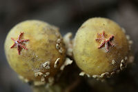 Calostoma lutescens 2 gasterocarps consisting of spherical gleba (spore sacs) covered in a yellow peridium atop tall golden stalks of intertwined hyphae that look similar to pasta or spaghetti squash. At the apex of each gleba are pink to red star-shaped pores. Spores are white to gray. Calostoma lutescens is one of the 20 gasteroid fungi belonging to the suborder Sclerodermatineae within the order Boletales. It is believed that fungi within the Calostoma genus underwent diversification within the Boletales order from end of the Cretaceous period through the middle of the Cenozoic era. C. lutescens is ectomycorrhizal with Quercus (oak) species.<br />
<br />
Habitat:<br />
The side of a ridge growing under an oak (in soil) in a dense mixed hardwood forest in Northwest Georgia<br />
https://www.jungledragon.com/image/56205/calostoma_lutescens.html Calostoma,Calostoma lutescens,Fall,Geotagged,United States,agaricomycetes,basidiomycota,boletales,calostomataceae,fungi,fungus,mushroom,mushrooms,sclerodermatineae