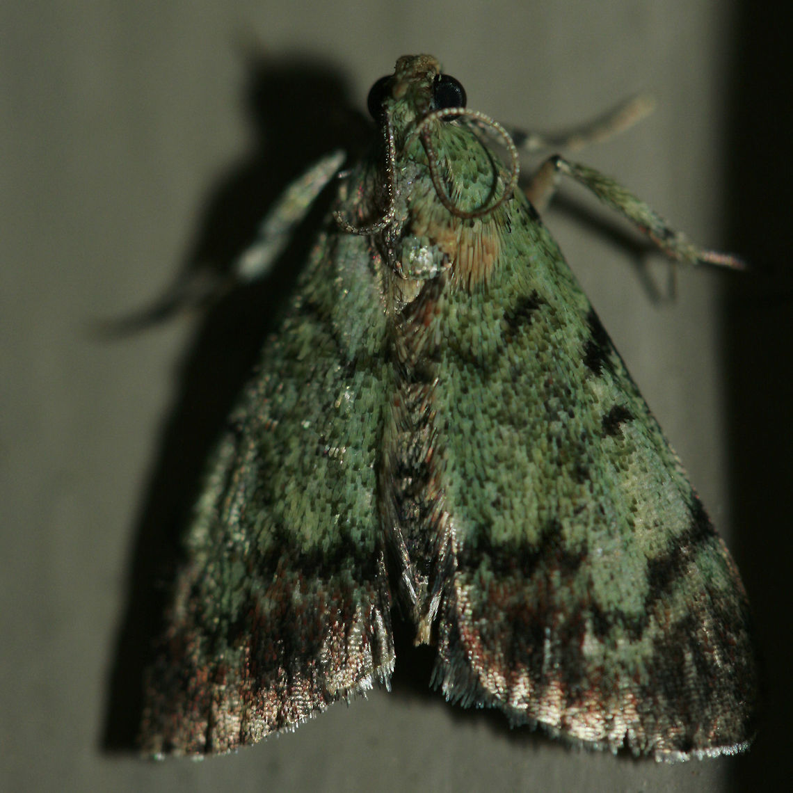 Epipaschia superatalis - Dimorphic Macalla moth Description:<br />
Green pyralid moth (with reddish peach beyond postmedial line) at my back porch lights.<br />
<br />
Habitat:<br />
Came to porch lights near muscadine bushes and overgrown back yard with mixed hardwoods. Epipaschia,Epipaschia superatalis,Geotagged,Pyralidae,Summer,United States,insect,insecta,lepidoptera,moth