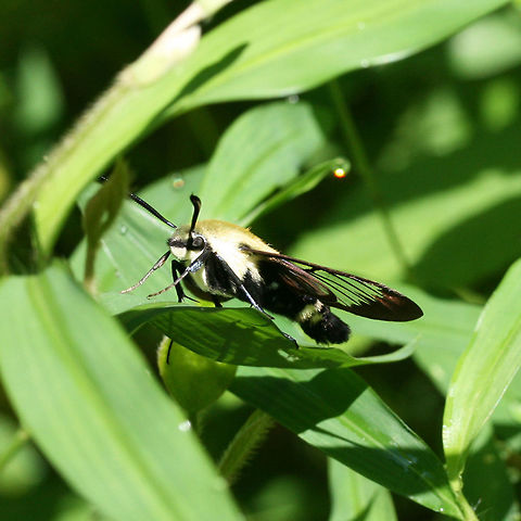 Hemaris diffinis - Snowberry Clearwing Large, (30-40mm) Sphingid moth with black and yellow abdomen (like a bumblebee). Black wings with clear, windowed sections.

Habitat:
Sunlit clearing (dirt road) near thick mixed hardwood forest. Wildflowers and other Lepidopterans abounded. Geotagged,Hemaris diffinis,Snowberry Clearwing,Summer,United States,insect,insecta,lepidoptera,moth,moth week 2018,sphingid,sphingidae
