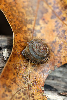 Stenotrema barbigerum - Fringed Slitmouth Snail Small, brown, terrestrial snail with long, coppery hairs on its shell surface. Many scientists hypothesize that these hairs are an adaptation for movement through wet habitats. NatureServe lists Stenotrema barbigerum as G3/G4 (Globally Vulnerable). On a national level (in the US), S. barbigerum is listed as N3N4 (Vulnerable).

Habitat:
Resting on a red oak leaf in a moist, dense mixed hardwood forest. Fall,Fringed Slitmouth,Fringed Slitmouth Snail,Gastropod,Gastropoda,Geotagged,Helicoidea,Mollusca,Polygyridae,Snail,Stenotrema,Stenotrema barbigerum,United States
