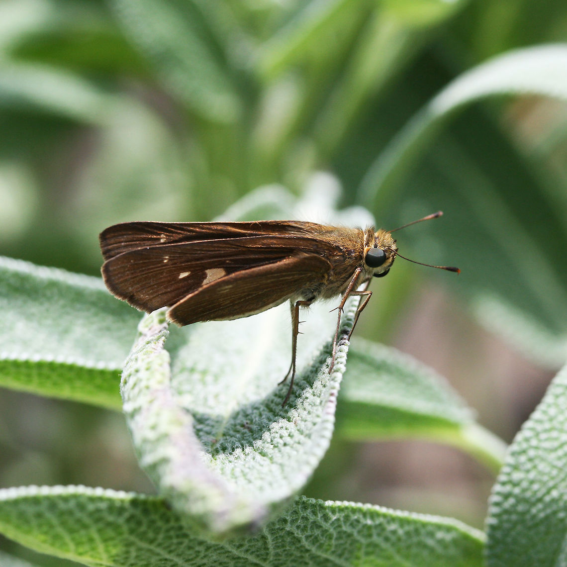 Panoquina ocola - Ocola Skipper Brown Hesperiid (skipper) butterfly perched on sage. <br />
<br />
Habitat: In a sunny organic garden at the edge of a primarily pine forest.  Calpodini,Geotagged,Hesperiidae,Hesperiinae,Lepidoptera,Panoquina,Panoquina ocola,Papilionoidea,Skipper butterfly,Summer,United States,butterflies,butterfly,skipper,skippers