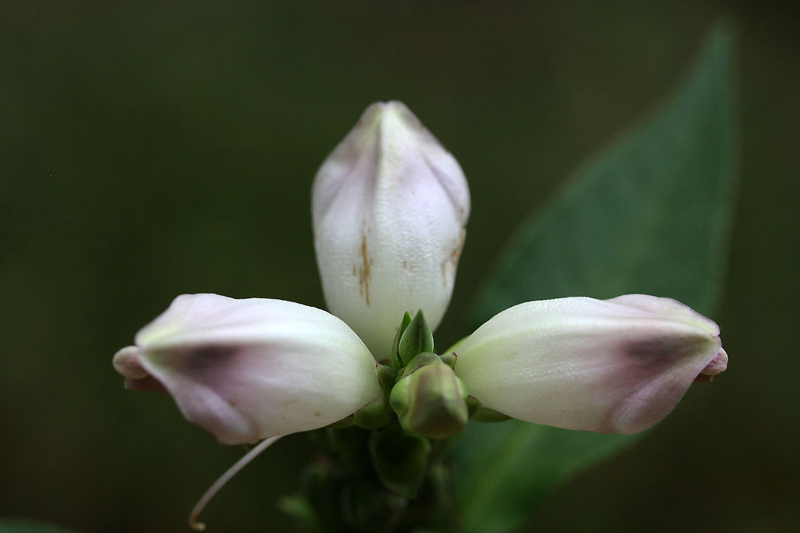 Chelone glabra - White Turtlehead Description:<br />
Herbaceous 2-3 ft. tall plant in the plantain family (Plantaginaceae) with opposite, oblong leaves that are serrated. Flowers growing in spikes are two-lipped and white to pink, deepening to purple towards the tips. Their resemblance to turtleheads is reflected in the genus name "chelone," which is greek for "tortoise."<br />
<br />
Habitat:<br />
At the base of a ridge along a drainage path beside a dirt road. Surrounded by leaf litter and branches. Chelone glabra,Fall,Geotagged,Plantaginaceae,United States,White turtlehead,angiosperms,asterids,chelone,eudicots,flower,flowers,lamiales,plant,plantae,wildflowers