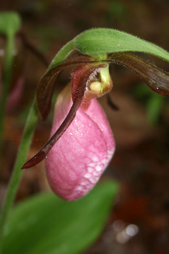 Cypripedium acaule - Pink Lady's Slipper Large, pink pouch-shaped orchid with a central cleft on a long stalk and darker pink venation. Two pleated leaves at ground level. A member of the Orchidaceae family, Cypripedium acaule has a symbiotic relationship with Rhizoctonia fungi in which their seeds depend on mycelia to break them open and provide them with nutrients necessary for germination. In return, the mature lady slipper&#039;s roots will provide nutrients for the fungi. The process of growth (from seed to mature plant) can take several years. Furthermore, Cypripedium acaule is known to have low reproductive rates and exhibits erratic flowering. It is dependent on bees for pollination, and interestingly enough, acts as a bee lure. Once a bee finds its way into the attractive flower &quot;pouch,&quot; its only route of escape is via exit opening below pollen masses. This deceptive mechanism ensures that any pollen will be deposited before the bee flies away.<br />
<br />
Habitat:<br />
Growing in a moist mixed hardwood/pine forest in Northern Georgia. Fort Mountain State Park.<br />
<br />
Notes:<br />
It is considered S4 (Apparently Secure) in Georgia, however, it is an uncommon sighting in the area. It has been placed under &quot;Special Concern&quot; under the Native Plant Protection Act in some states. Cypripedium,Cypripedium acaule,Geotagged,Pink Lady's Slipper,Spring,United States,angiosperm,asparagales,cypripedioideae,flower,flowers,lady's slipper,monocots,native orchids,orchid,orchidaceae,orchids,plantae,plants,wildflower