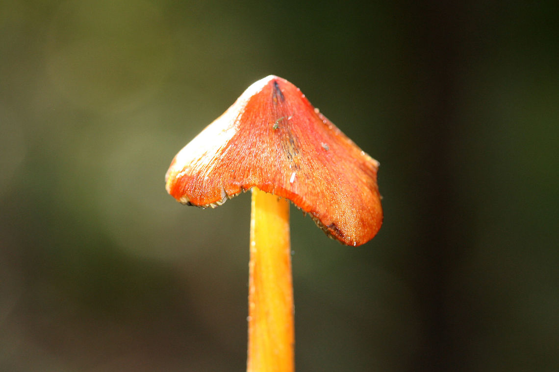 Hygrocybe cuspidata - Candy-apple Waxy Cap Small, conical red-orange Hygrocybe mushroom with yellow-orange (dry and slightly ridged) stipe. A little dried out from the lack of rain. <br />
<br />
Habitat:<br />
Base of ridge in dense mixed hardwood forest. Surrounded by mulch. Geotagged,Hygrocybe cuspidata,Summer,United States,agaricales,agaricomycete,basidiomycota,fungi,fungus,hygrocybe,hygrophoraceae,mushroom,mushrooms,wax cap,waxcap,waxy cap,waxycap