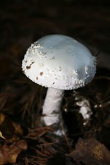 Coker's Amanita (Amanita cokeri) Large (around 18 cm tall), striking white mushroom with a white, waxy cap covered in white warts. White universal veil is present, entirely covering crowded cream-colored gills. Stipe is also white with shaggy or scaled appearance and ends in a large, ridged basal bulb. Basal bulb has concentric grooves. Spore print is white.

Habitat:
Top of forest ridge, growing in thick mulch/leaves below large hardwoods and pines. In Northeast Alabama (Cherokee County), US.
https://www.jungledragon.com/image/65087/cokers_amanita_amanita_cokeri.html Amanita cokeri,Fall,Geotagged,United States,agaricales,agaricomycetes,amanita,amanitaceae,basidiomycota,coker's amanita,fungi,fungus,mushroom,mushrooms,solitary lepidella