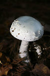 Coker's Amanita (Amanita cokeri) Large (around 18 cm tall), striking white mushroom with a white, waxy cap covered in white warts. White universal veil is present, entirely covering crowded cream-colored gills. Stipe is also white with shaggy or scaled appearance and ends in a large, ridged basal bulb. Basal bulb has concentric grooves. Spore print is white.<br />
<br />
Habitat:<br />
Top of forest ridge, growing in thick mulch/leaves below large hardwoods and pines. In Northeast Alabama (Cherokee County), US.<br />
https://www.jungledragon.com/image/65087/cokers_amanita_amanita_cokeri.html Amanita cokeri,Fall,Geotagged,United States,agaricales,agaricomycetes,amanita,amanitaceae,basidiomycota,coker's amanita,fungi,fungus,mushroom,mushrooms,solitary lepidella