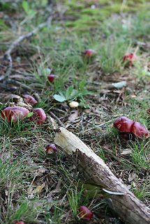 Exsudoporus frostii - Frost's Bolete Bright red boletus fungus with red pore surface and deeply reticulate red stem. Pore surface exuding golden droplets was already bruised deep blue to purple upon inspection.

Habitat:
Growing under the mulch of several oaks and a few loblolly pines (this species has a mycorrhizal association with oaks and hardwoods). Mostly shaded area.
https://www.jungledragon.com/image/56235/exsudoporus_frostii_-_frosts_bolete_pore_surface.html Butyriboletus frostii,Exsudoporus frostii,Frost's Bolete,Frost's bolete,Geotagged,Summer,United States,apple bolete,basidiomycota,boletaceae,boletus,boletus frostii,exudosporis,fungi,fungus,mushroom,mushrooms