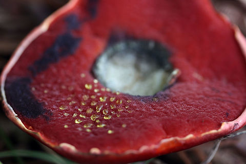 Exsudoporus frostii - Frost's Bolete (pore surface) Bright red boletus fungus with red pore surface and deeply reticulate red stem. Pore surface exuding golden droplets was already bruised deep blue to purple upon inspection.

Habitat:
Growing under the mulch of several oaks and a few loblolly pines (this species has a mycorrhizal association with oaks and hardwoods). Mostly shaded area.

https://www.jungledragon.com/image/56234/exsudoporus_frostii_-_frosts_bolete.html Butyriboletus frostii,Exsudoporus frostii,Frost's Bolete,Frost's bolete,Geotagged,Summer,United States,apple bolete,basidiomycota,boletaceae,boletus,boletus frostii,exudosporis,fungi,fungus,mushroom,mushrooms