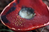 Exsudoporus frostii - Frost's Bolete (pore surface) Bright red boletus fungus with red pore surface and deeply reticulate red stem. Pore surface exuding golden droplets was already bruised deep blue to purple upon inspection.<br />
<br />
Habitat:<br />
Growing under the mulch of several oaks and a few loblolly pines (this species has a mycorrhizal association with oaks and hardwoods). Mostly shaded area.<br />
<br />
https://www.jungledragon.com/image/56234/exsudoporus_frostii_-_frosts_bolete.html Butyriboletus frostii,Exsudoporus frostii,Frost's Bolete,Frost's bolete,Geotagged,Summer,United States,apple bolete,basidiomycota,boletaceae,boletus,boletus frostii,exudosporis,fungi,fungus,mushroom,mushrooms