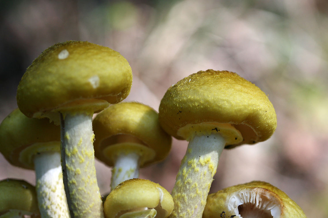 Armillaria mellea - Honey Fungus Golden-capped mushrooms (in clusters) with white gills which are decurrent down to a pale yellow ring. Stipe is white with yellow flocculence. Spore print is white. Armillaria mellea is a plant pathogen that causes root rot in multiple plants. This is a highly sought after edible--but many individuals present with intolerance to this species.<br />
<br />
Habitat:<br />
Growing in clusters along the base of a dense mixed hardwood ridge. Armillaria,Armillaria mellea,Fall,Geotagged,Honey fungus,United States,agaricales,agaricomycetes,basidiomycota,fungi,fungus,mushroom,mushrooms,physalacriaceae