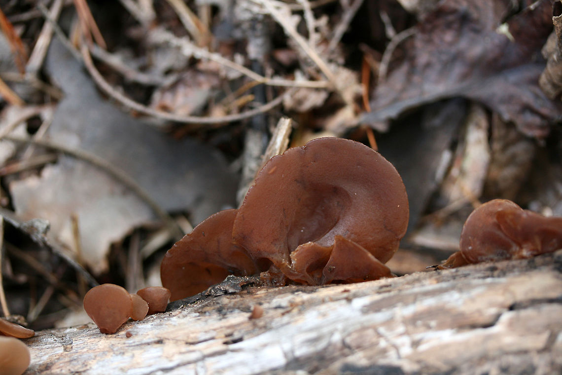 Auricularia angiospermarum - Wood Ear Brown to cinnamon colored, gelatinous fruit bodies with folds and wrinkles. Auricularia angiospermarum is a species of jelly fungi in the family Auriculariaceae. It was once thought that the North American species of wood ear was Auricularia auricula-judae, but recent research has shown that it is not endemic to North America.<br />
<br />
Habitat:<br />
Found growing on a dead hardwood branch in a dense mixed hardwood forest. Agaricomycetes,Auricularia,Auricularia angiospermarum,Auriculariaceae,Auriculariales,Basidiomycota,Fall,Geotagged,United States,fungi,fungus,jelly ear,mushroom,mushrooms,wood ear