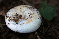 Lactifluus piperatus - Peppery Milkcap White to cream funnel-shaped mushroom with extremely crowded gills which exude white latex. This mushroom is considered edible but is not prized for its flavor, however, it is said to possibly provide seasoning in its dried form.<br />
<br />
Habitat:<br />
Highly mulched ridge in dense mixed hardwood forest.<br />
https://www.jungledragon.com/image/56256/lactifluus_piperatus_-_peppery_milkcap.html Geotagged,Lactifluus piperatus,Summer,United States,fungi,fungus,lactarius,lactifluus,milkcap,mushroom,mushrooms,peppery milkcap