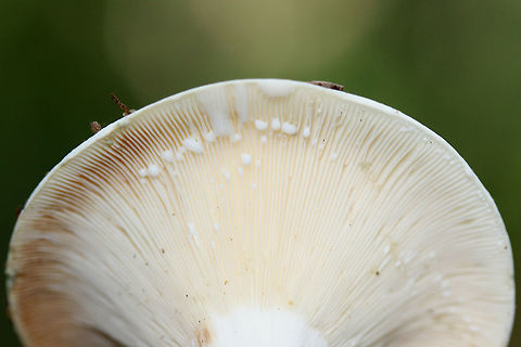 Lactifluus piperatus - Peppery Milkcap White to cream funnel-shaped mushroom with extremely crowded gills which exude white latex. This mushroom is considered edible but is not prized for its flavor, however, it is said to possibly provide seasoning in its dried form.

Habitat:
Highly mulched ridge in dense mixed hardwood forest.
https://www.jungledragon.com/image/56255/lactifluus_piperatus_-_peppery_milkcap.html Geotagged,Lactifluus piperatus,Summer,United States,fungi,fungus,lactarius,lactifluus,milkcap,mushroom,mushrooms,peppery milkcap