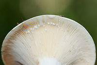 Lactifluus piperatus - Peppery Milkcap White to cream funnel-shaped mushroom with extremely crowded gills which exude white latex. This mushroom is considered edible but is not prized for its flavor, however, it is said to possibly provide seasoning in its dried form.<br />
<br />
Habitat:<br />
Highly mulched ridge in dense mixed hardwood forest.<br />
https://www.jungledragon.com/image/56255/lactifluus_piperatus_-_peppery_milkcap.html Geotagged,Lactifluus piperatus,Summer,United States,fungi,fungus,lactarius,lactifluus,milkcap,mushroom,mushrooms,peppery milkcap
