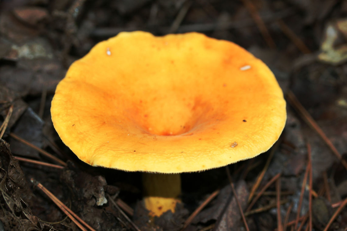 Lactifluus volemus - Weeping Milkcap Bright orange mushroom with pale cream gills which ooze sticky, milky latex when damaged. I've heard that this mushroom is quite delicious--but it has yet to make it home to my table due to the absolutely horrible "dead fish" smell it puts out once it has been picked. The compounds responsible for the smell break down when cooked.<br />
<br />
Habitat:<br />
Growing out of thick mulch under hardwood trees in a dense mixed hardwood forest at the base of a high ridge. Geotagged,Lactifluus volemus,Summer,United States,agaricomycetes,basidiomycota,fungi,fungus,lactarius,lactifluus,milk cap,milkcap,mushroom,mushrooms,russula,russulaceae,russulales