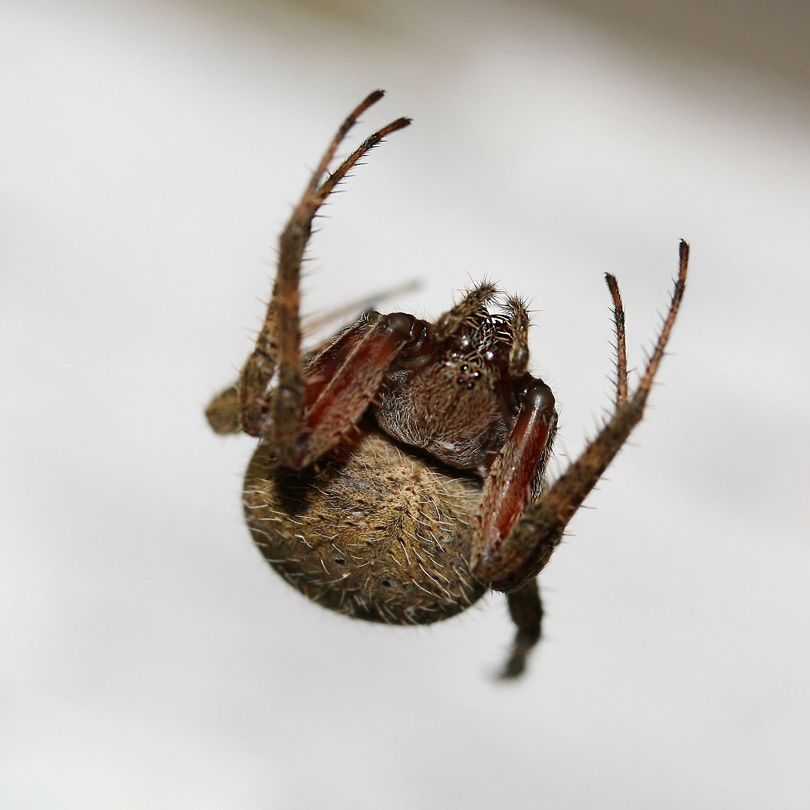 Hentz's Orbweaver (Neoscona crucifera ) Large brown spider with large, cross-patterned abdomen and short, hairy chelicerae.<br />
<br />
Habitat:<br />
Repelling in front of shed door in back yard. Surrounded by overgrown fields and mixed hardwoods. Geotagged,Hentz's orbweaver,Neoscona crucifera,Summer,United States,arachnid,arachnida,araneae,araneidae,araneoidea,araneomorphae,neoscona,neoscona crucifera,orb-weaver,orbiculariae,orbweaver
