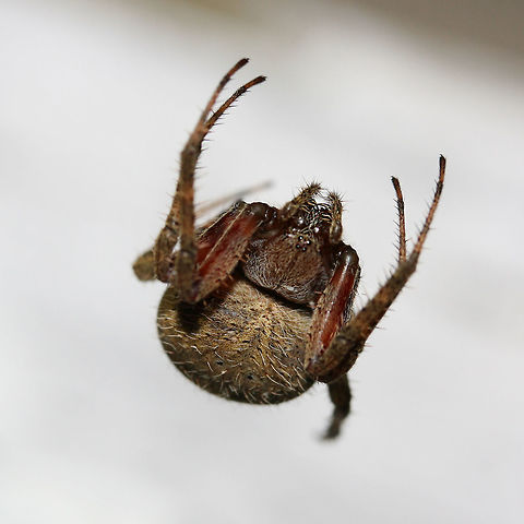 Hentz's Orbweaver (Neoscona crucifera ) Large brown spider with large, cross-patterned abdomen and short, hairy chelicerae.

Habitat:
Repelling in front of shed door in back yard. Surrounded by overgrown fields and mixed hardwoods. Geotagged,Hentz's orbweaver,Neoscona crucifera,Summer,United States,arachnid,arachnida,araneae,araneidae,araneoidea,araneomorphae,neoscona,neoscona crucifera,orb-weaver,orbiculariae,orbweaver