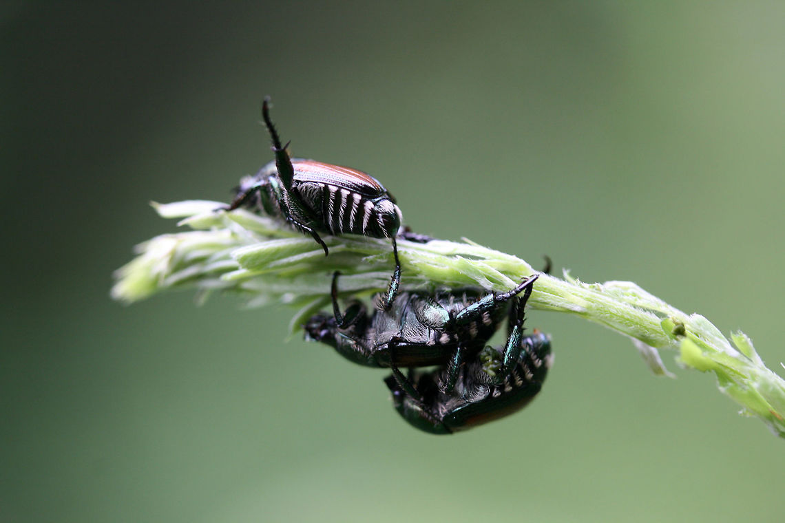 Popillia japonica - Japanese beetles Three scarab beetles having a private moment! Popillia japonica is often seen as a domestic and agricultural pest as it has a nasty habit of skeletonizing plant foliage and fruit.<br />
<br />
Habitat:<br />
Meadowy clearing at the disturbed edge of hardwood forest (near a dirt road bordered by a seasonal creek). Geotagged,Japanese Beetle,Popillia japonica,Scarabaeidae,Summer,United States,beetle,coleoptera,popillia,scarab,scarab beetle