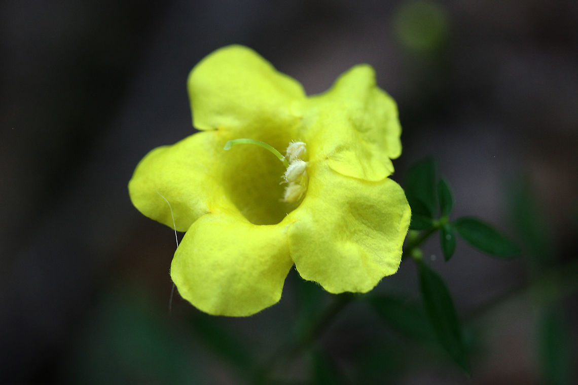 Aureolaria laevigata - Appalachian Oak-leech Yellow, trumpet shaped flower on a tall, slender stalk with oppositely arranged leaves. <br />
<br />
Aureolaria laevigata is hemiparasitic on oak tree species. It is photosynthetic, however, it must obtain some of its mineral nutrients and water from the host plant. It accomplishes this via modified roots call haustoria which penetrate host tissues. Parasitism is a common feature of plants in the Orobanchaceae family. Pollinators include hummingbirds and bumblebees.<br />
<br />
Habitat:<br />
Top of a ridge dense mixed hardwood forest. Nearby oaks. Aureolaria laevigata,Fall,Geotagged,United States,appalachian oak leech,asterids,aureolaria,entireleaf yellow false foxglove,false foxglove,flower,flowers,lamiales,orobanchaceae,wildflower,wildflowers