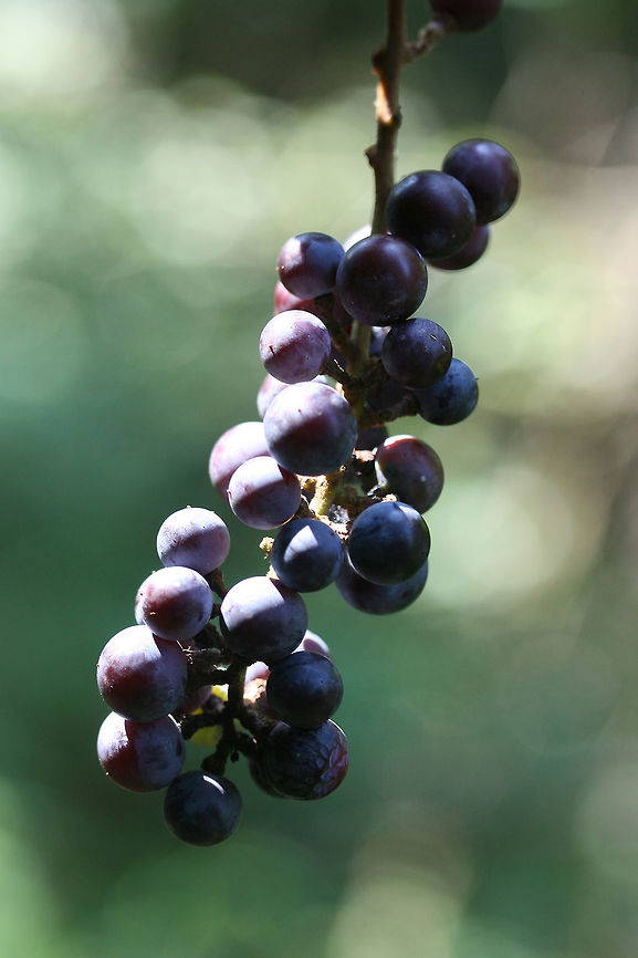 Vitis vulpina - Frost Grape Wild, old growth woody vine with (very sturdy) tendrils climbing and wrapping around hardwoods and pines in a mostly shaded mixed hardwood forest. Bark peels away easily from older sections of the vine. Clusters of purple to dark blue berries/fruits opposite leaves on stem. Leaves large (about the size of my hands) and somewhat heart shaped, smooth top surface, and very lightly lobed/serrated.<br />
<br />
Habitat:<br />
Wrapping around hardwoods and pines in a mostly shaded mixed hardwood forest.<br />
<figure class="photo"><a href="https://www.jungledragon.com/image/56286/vitis_vulpina_-_frost_grape.html" title="Vitis vulpina - Frost Grape"><img src="https://s3.amazonaws.com/media.jungledragon.com/images/3231/56286_thumb.JPG?AWSAccessKeyId=05GMT0V3GWVNE7GGM1R2&Expires=1759968010&Signature=nRDgqBEEPZkJCUYmEe6SMMWFeDs%3D" width="200" height="134" alt="Vitis vulpina - Frost Grape Wild, old growth woody vine with (very sturdy) tendrils climbing and wrapping around hardwoods and pines in a mostly shaded mixed hardwood forest. Bark peels away easily from older sections of the vine. Clusters of purple to dark blue berries/fruits opposite leaves on stem. Leaves large (about the size of my hands) and somewhat heart shaped, smooth top surface, and very lightly lobed/serrated.<br />
<br />
Habitat:<br />
Wrapping around hardwoods and pines in a mostly shaded mixed hardwood forest.<br />
https://www.jungledragon.com/image/56285/vitis_vulpina_-_frost_grape.html Frost grape,Geotagged,Summer,United States,Vitis vulpina,berries,climbing vine,grape,grapes,plant,plantae,vine,vitales,vitis,wild grape,wild grapes" /></a></figure> Frost grape,Geotagged,Summer,United States,Vitis vulpina,berries,climbing vine,grape,grapes,plant,plantae,vine,vitales,vitis,wild grape,wild grapes
