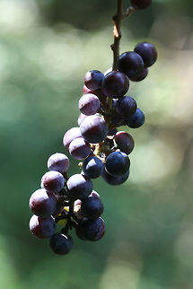 Vitis vulpina - Frost Grape Wild, old growth woody vine with (very sturdy) tendrils climbing and wrapping around hardwoods and pines in a mostly shaded mixed hardwood forest. Bark peels away easily from older sections of the vine. Clusters of purple to dark blue berries/fruits opposite leaves on stem. Leaves large (about the size of my hands) and somewhat heart shaped, smooth top surface, and very lightly lobed/serrated.

Habitat:
Wrapping around hardwoods and pines in a mostly shaded mixed hardwood forest.
https://www.jungledragon.com/image/56286/vitis_vulpina_-_frost_grape.html Frost grape,Geotagged,Summer,United States,Vitis vulpina,berries,climbing vine,grape,grapes,plant,plantae,vine,vitales,vitis,wild grape,wild grapes