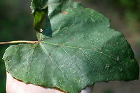 Vitis vulpina - Frost Grape Wild, old growth woody vine with (very sturdy) tendrils climbing and wrapping around hardwoods and pines in a mostly shaded mixed hardwood forest. Bark peels away easily from older sections of the vine. Clusters of purple to dark blue berries/fruits opposite leaves on stem. Leaves large (about the size of my hands) and somewhat heart shaped, smooth top surface, and very lightly lobed/serrated.<br />
<br />
Habitat:<br />
Wrapping around hardwoods and pines in a mostly shaded mixed hardwood forest.<br />
https://www.jungledragon.com/image/56285/vitis_vulpina_-_frost_grape.html Frost grape,Geotagged,Summer,United States,Vitis vulpina,berries,climbing vine,grape,grapes,plant,plantae,vine,vitales,vitis,wild grape,wild grapes